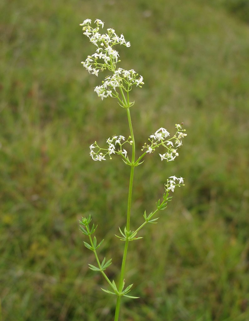 Galium mollugo